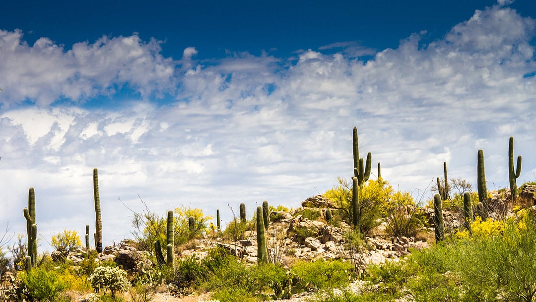 Tucson’s Treasure Trove: Your Gateway To National Park Adventures