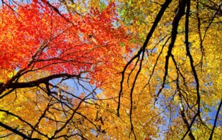 Discover beautiful fall foliage with fellow women travelers on active trip to Minnesota with Canyon Calling Adventures