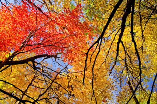Discover beautiful fall foliage with fellow women travelers on active trip to Minnesota with Canyon Calling Adventures