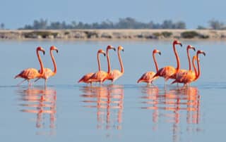 A row of American flamingos in the Rio Lagardos, Mexico