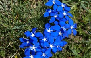 Blue Alpine Flowers in Switzerland