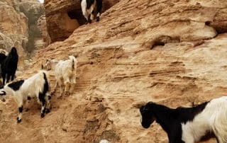 Bed goats showed up for a photo op in Jordan! What a treat!
