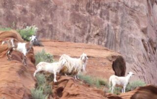 Goat sighting in desert mountains - Canyon Calling Adventure Tours