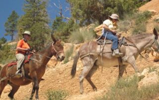 Enjoy mule riding in Bryce Canyon, Utah