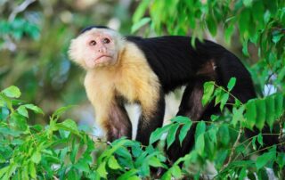 Capuchin Money Sighting - Panama trips for women-only with Canyon Calling Adventures