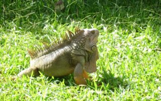 Sunning iguana on tour of Costa Rica with Canyon Calling Adventures