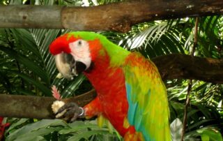 Colorful parrot posing for a photo - Costa Rica, South America