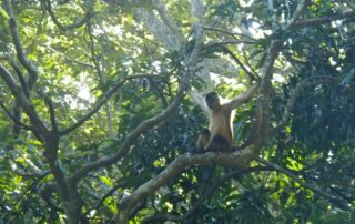 Monkey sighting - Costa Rica adventures for women-only
