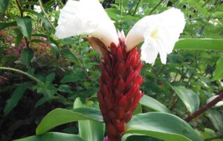 Dramatic tropical flower in the jungles of Costa Rica - Don't forget your camera!