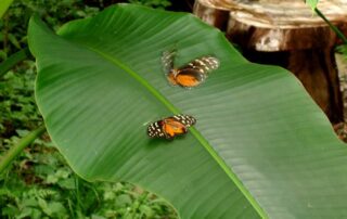 Monarch butterflies showed up for a photo op on tour of Costa Rica! What a treat!