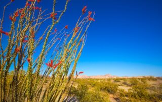 Ocotillo Fouquieria splendens red flowers in Mohave Desert California USA