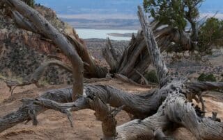 Scenic views of lakes and deadwood in the desert mountains of NM