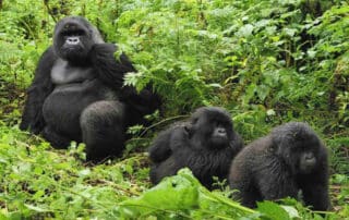 A family of gorillas on a Gorilla Trek with Canyon Calling