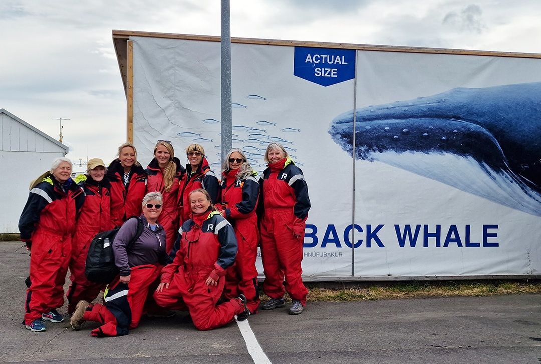 Iceland whale-watching