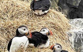 Adorable Icelandic Puffins - Get out your cameras!