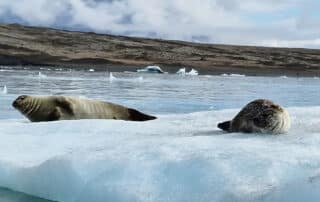 Seals posing for a photo - Women Travel Adventures to Iceland