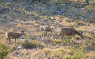 A family of deer in spotted in Idaho - Women Travel Adventure Tours