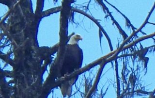 Bald Eagle Sighting - Women Travel Adventure Tours to Idaho