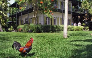 A rooster made an appearance at Hemingway House in Key West, FL