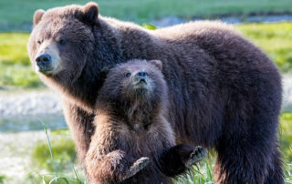 Bear viewing during women-only tour with Canyon Calling to Pack Creek, Alaska