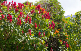 Striking red flowers in Panama - Womens Travel Adventure Tours