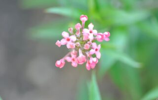 Panama Rose, Arachnothryx leucophylla or Panama Rose flower