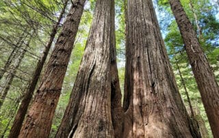 View of magnificent redwood tree - Women Travel Adventure Tours to Northern CA