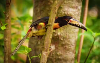 Tucan peeking through branches - Mexico trips with Canyon Calling Adventures