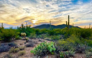 Travelling adventures for women to Tucson: Explore saguaro cactuses and magical desert landscapes.