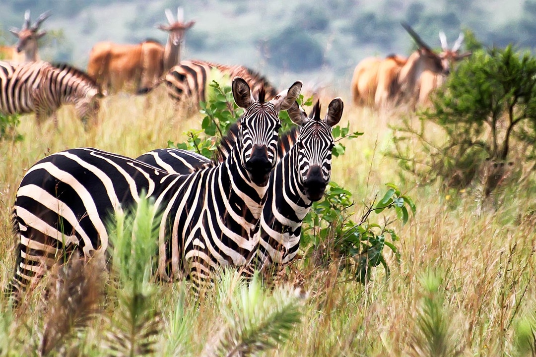 Zebras of Uganda - Womens Travel Adventures with Canyon Calling