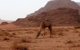 Camel sighting in Wadi Rum - Jordan trips for women