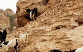 Goats scaling the sandstone mountains of Jordan