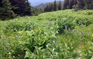 Explore the beautiful green landscapes of British Columbia with fellow women travelers