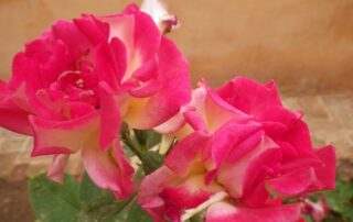 Vibrant pink flower - Morocco trips for women-only