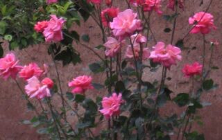 Collection of pink flowers in Morocco - Women Travel Adventure Tours