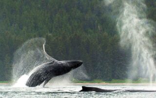 Don't miss the ultimate whale watching experience - Alaska trips for women only