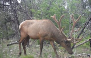 Elk sighting in AZ - Women Travel Adventure Tours