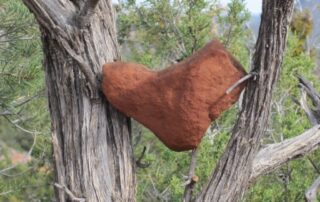 Heart-shaped red rock held up by tree branches - Women-only adventures to AZ