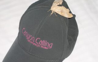 Moth resting on Canyon Calling hat - Women Travel Adventure Tours
