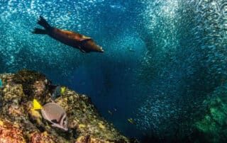 Snorkel with marine life on small group trip to Baja with Canyon Calling