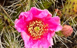 Prickly pear in the wilds of Utah