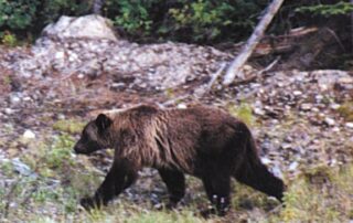 Brown bear sighting - Women Travel Adventure Tours