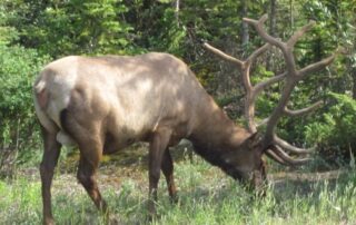 Elk grazing in Canada