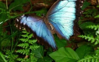 A blue morpho butterfly atop tropical plants - Canyon Calling Adventures for women