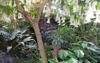 Flowering tree in the tropical jungles of South America