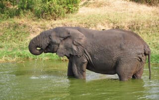 Elephant drinking from a river - Uganda trips for women only
