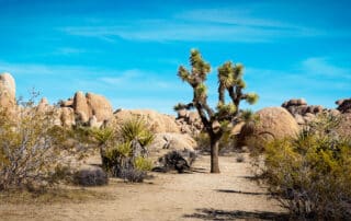 Explore the dramatic desert landscapes and Joshua Trees of southern CA with Canyon Calling tours for women-only