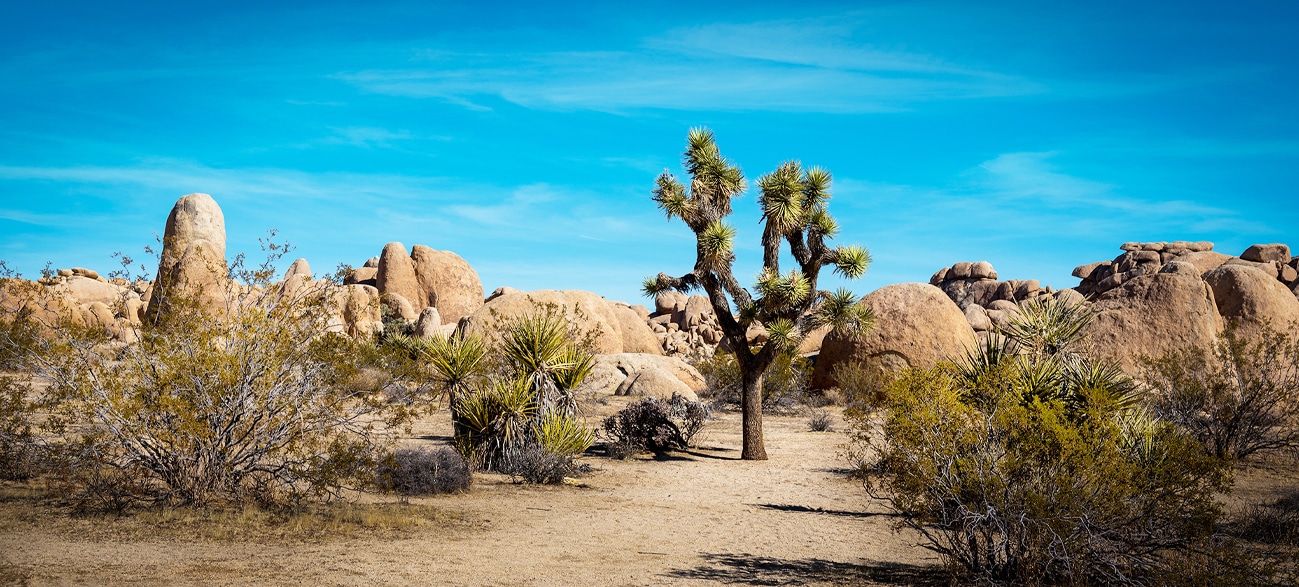 Explore the dramatic desert landscapes and Joshua Trees of southern CA with Canyon Calling tours for women-only
