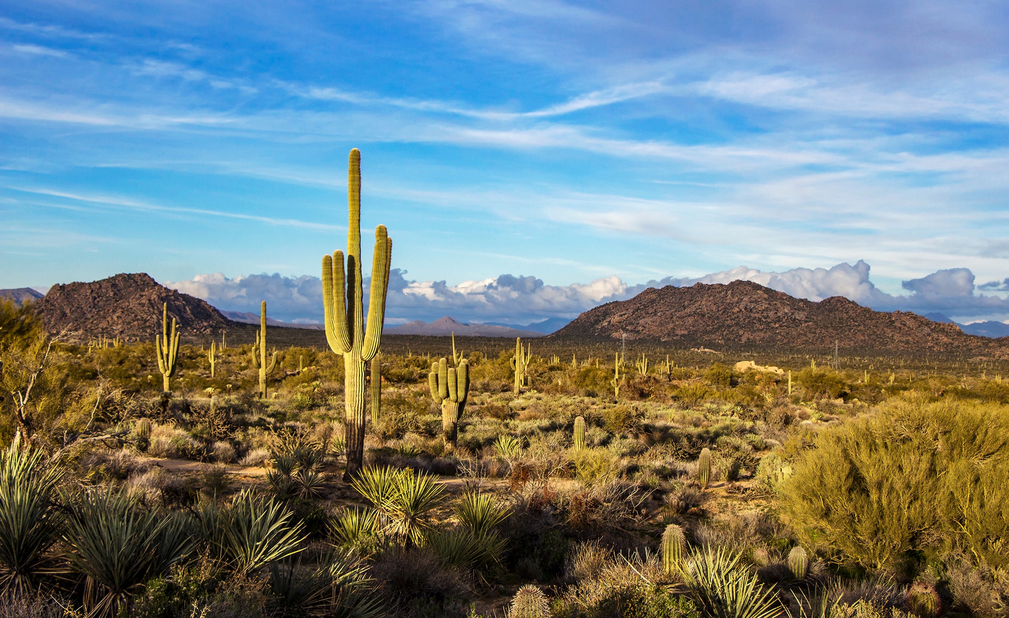 Travel around the charming Saguaro cactus country of Phoenix, Arizona with Canyon Calling tours for women only