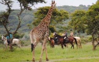 Women horseback riding beside giraffes on women-only trip to Uganda